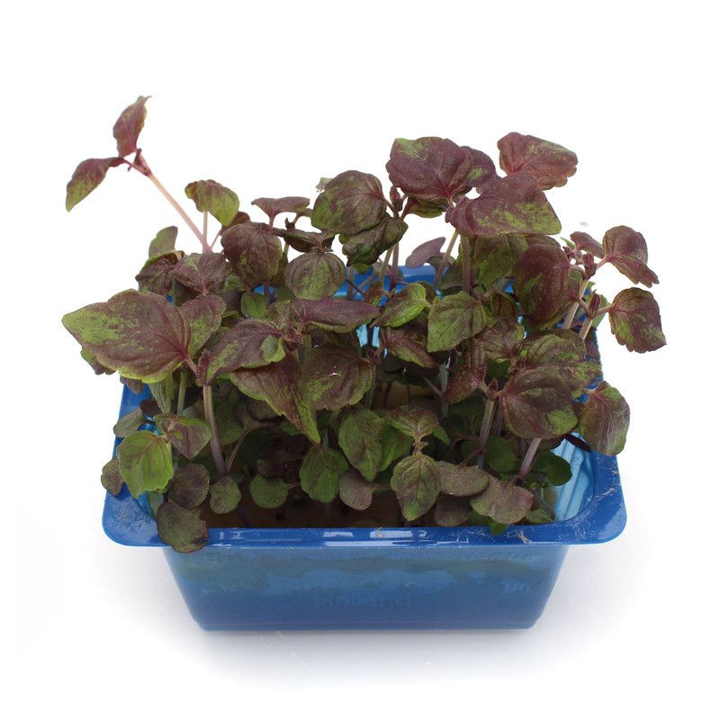 Shiso rouge petites feuilles - 30g