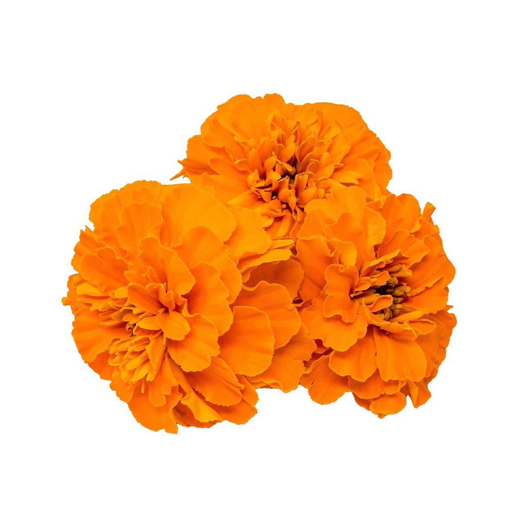 Fleurs de tagetes - 18g