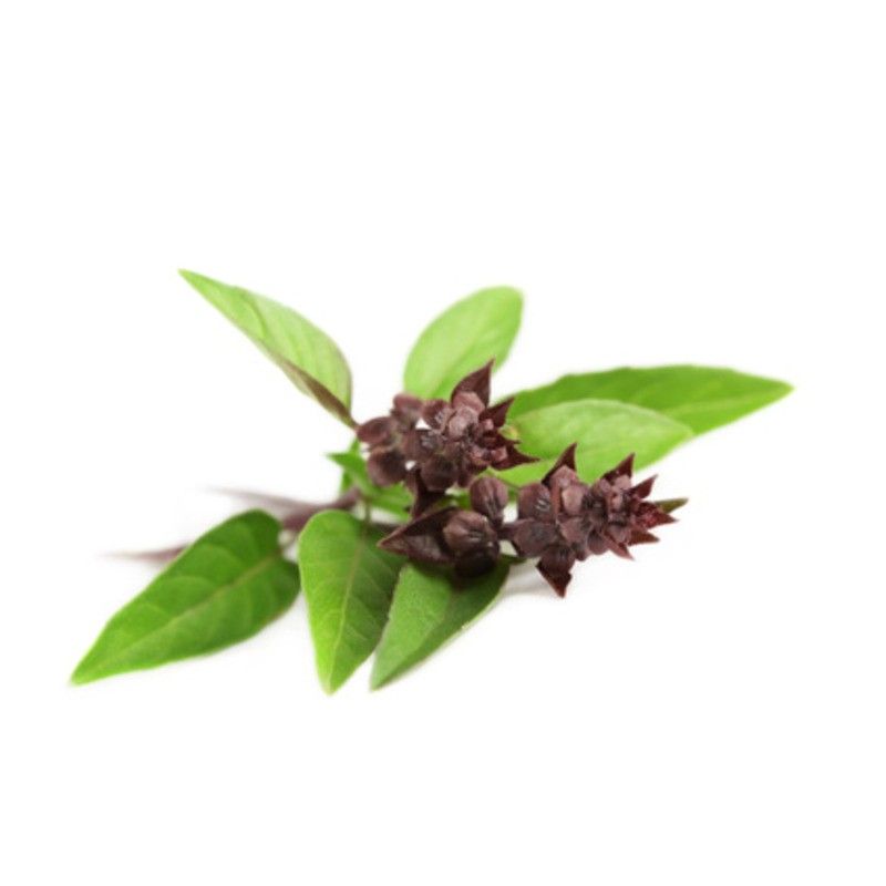 Basilic thaï - 10g