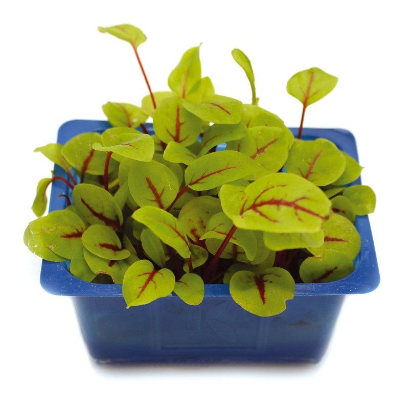 Vene cress - 30g