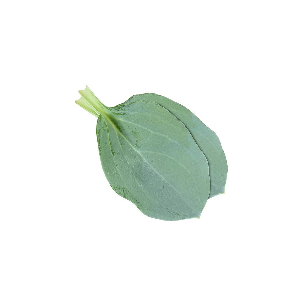Feuille d'huître x50 - 150g
