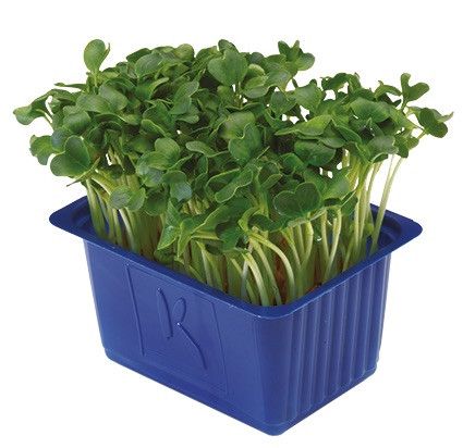 Daikon cress - 35g