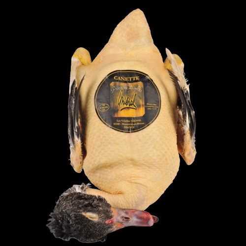 Canette de Barbarie Prince de Dombes ±2,2kg