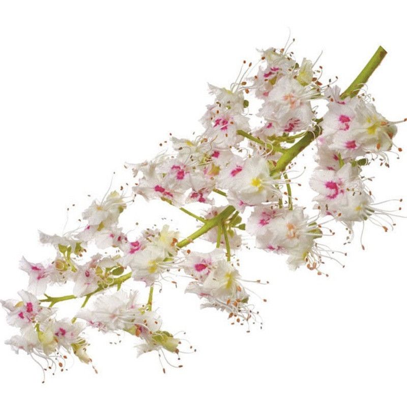 Miel de fleurs de Chataignier - 1,5kg