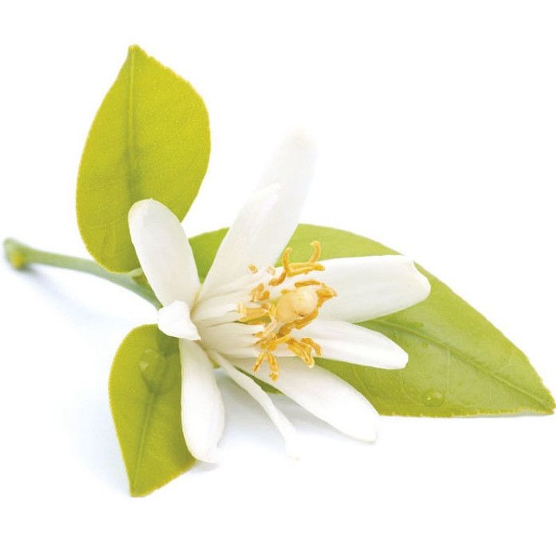 Miel de fleurs d'Oranger - 1,5kg